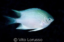 Fishs - Amblyglyphidodon leugogaster by Vito Lorusso 